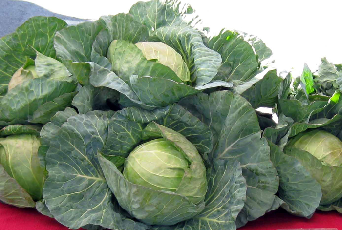 I wonder if Mr Duffy's cabbages looked as good as these do?